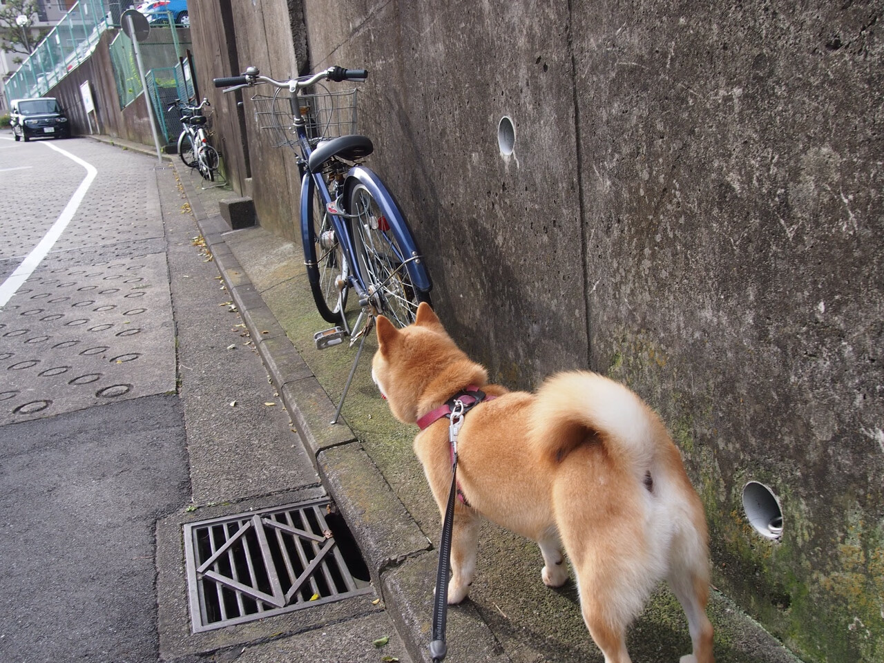 铁蹄与焰火，当法拉利以工业精度碾碎索伯，佩雷兹用疯狂点燃赛场