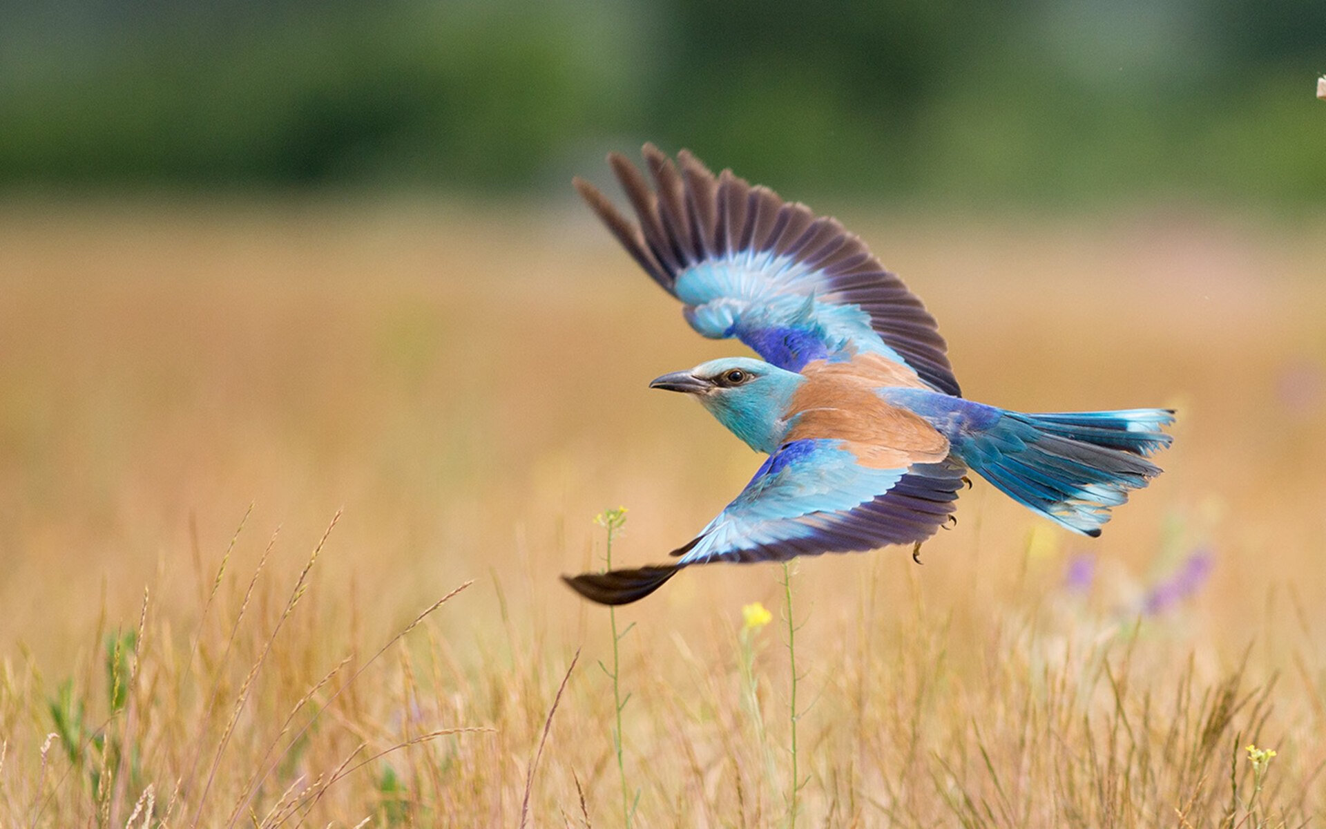 逆袭之轮，佩雷兹逆境鏖战，红牛二队力压雷诺迎高光时刻