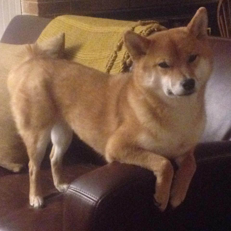 王座与荆棘的碰撞，拉塞尔携威廉姆斯，以毫厘之差撼动红牛王朝