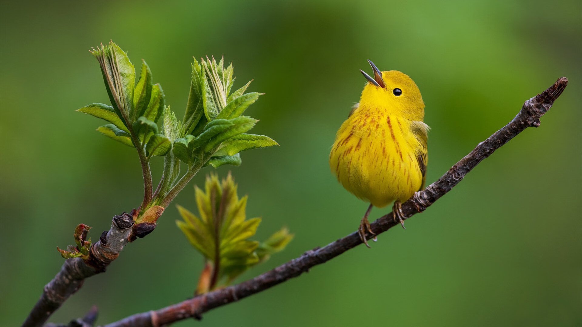王座与荆棘的碰撞，拉塞尔携威廉姆斯，以毫厘之差撼动红牛王朝