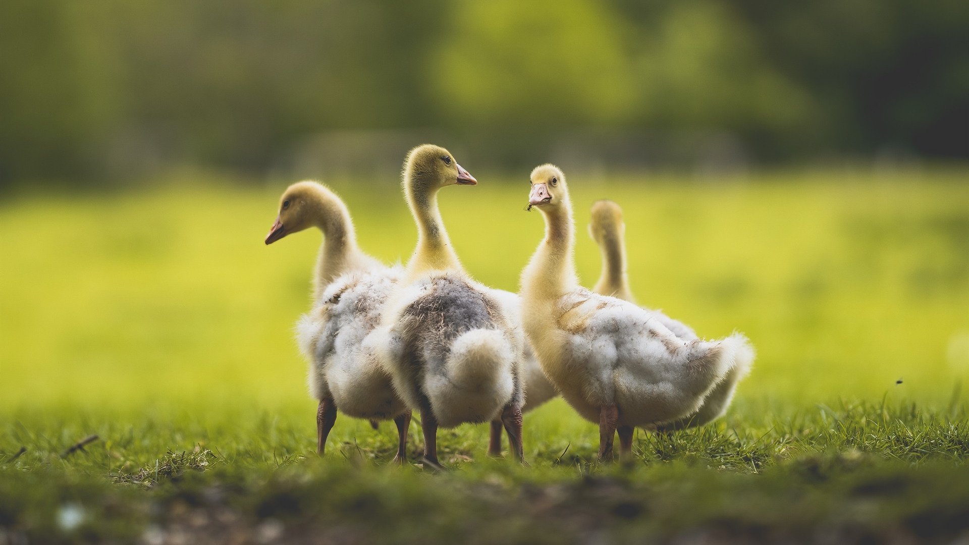 欧冠奇迹，国际米兰逆转雷恩，奥斯梅恩接管淘汰赛舞台