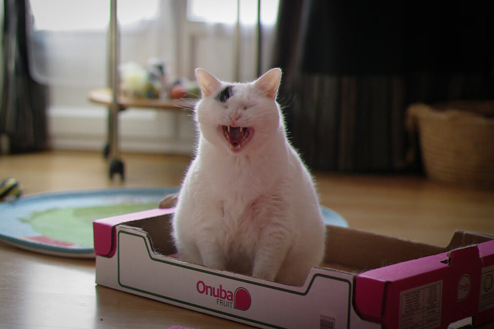 一瞬永恒，克瓦拉茨赫利亚的弧线，如何画下美洲杯的乾坤分野