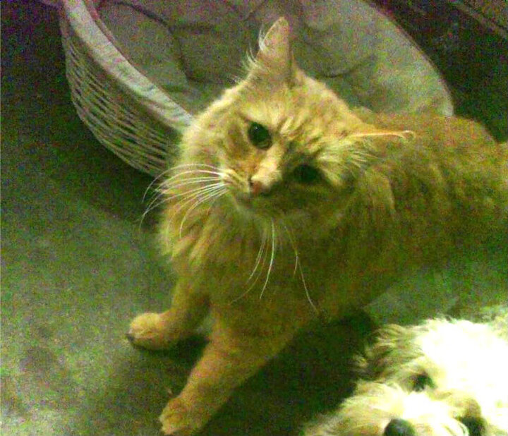 亚洲赛场巅峰对决，伦纳德六面全能统治攻防，浙江末节险胜活塞展韧性