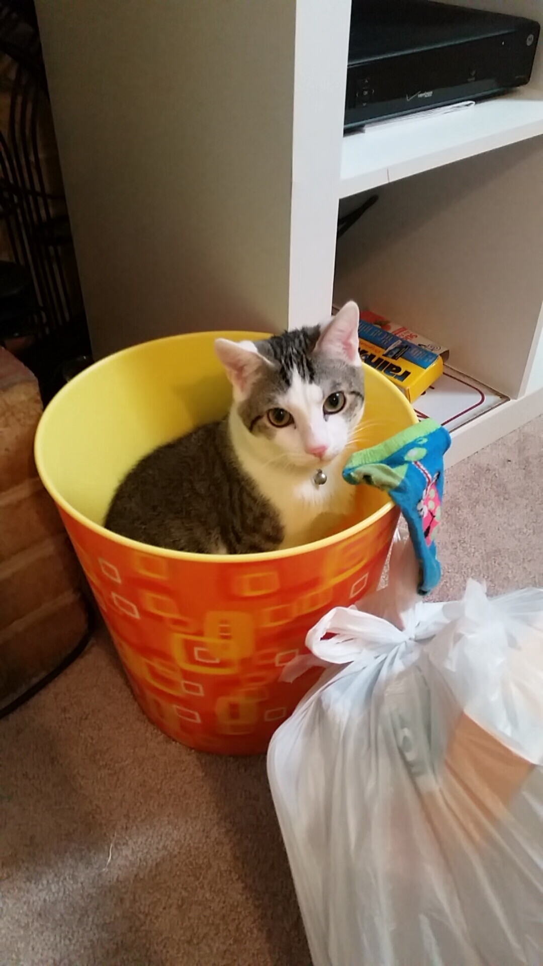 看到意甲焦点战之夜，武切维奇对手完全无解这个关键词时，我的思维瞬间被拉到了一个充满力量、技巧与原始美感的绿茵画卷前。这不仅仅是一场胜利，更是一场关于个人英雄主义在现代体系足球中如何绽放的宣言