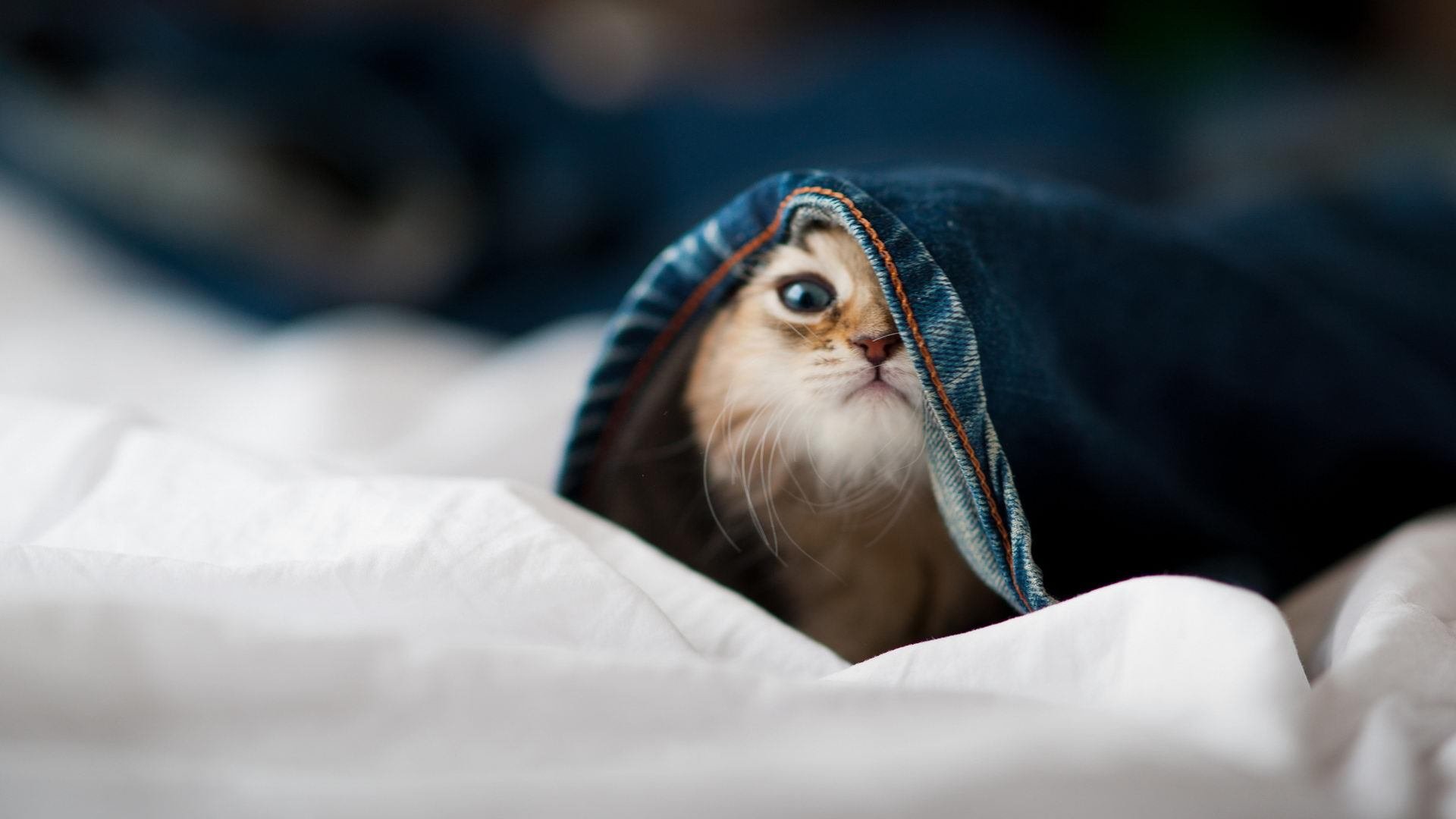 夜晚的脉搏，姆巴佩与2026世界杯的心跳