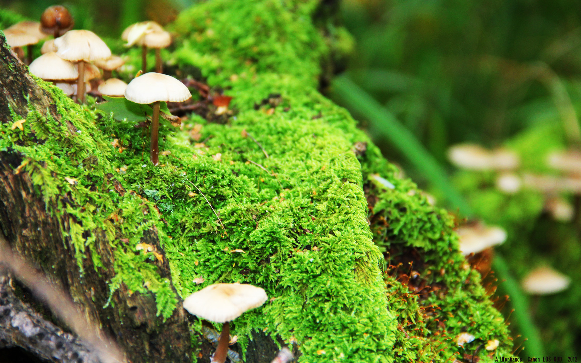 飓风横扫阿尔卑斯，无名加纳如何用坎特的利刃刺穿尤文百年骄傲