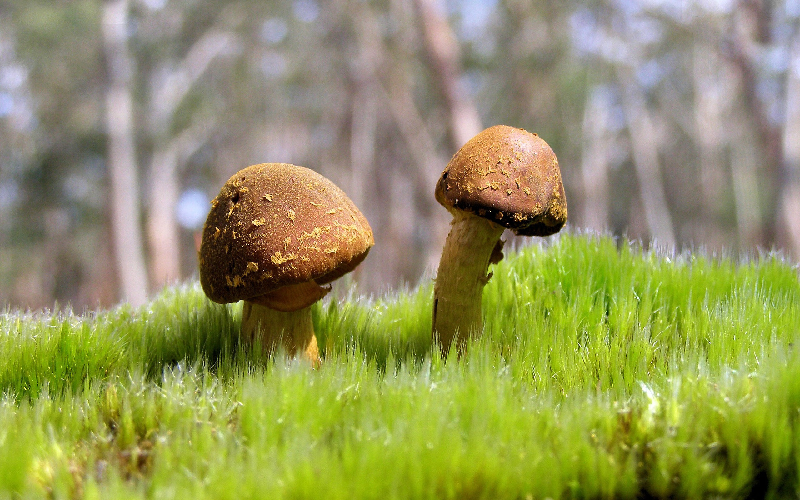 欧冠淘汰赛的战术镜像,英格兰争冠战如何以俱乐部智慧胜伊朗