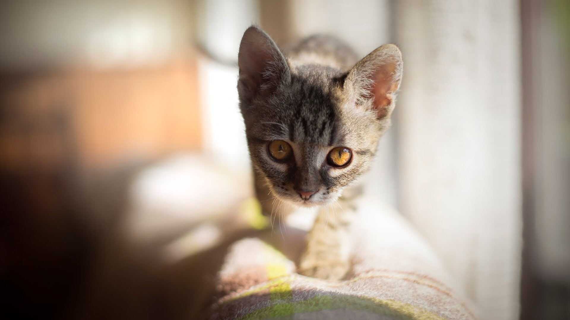 钢铁洪流！广厦队冲垮深圳钢铁防线，抢七大战演绎季后赛经典