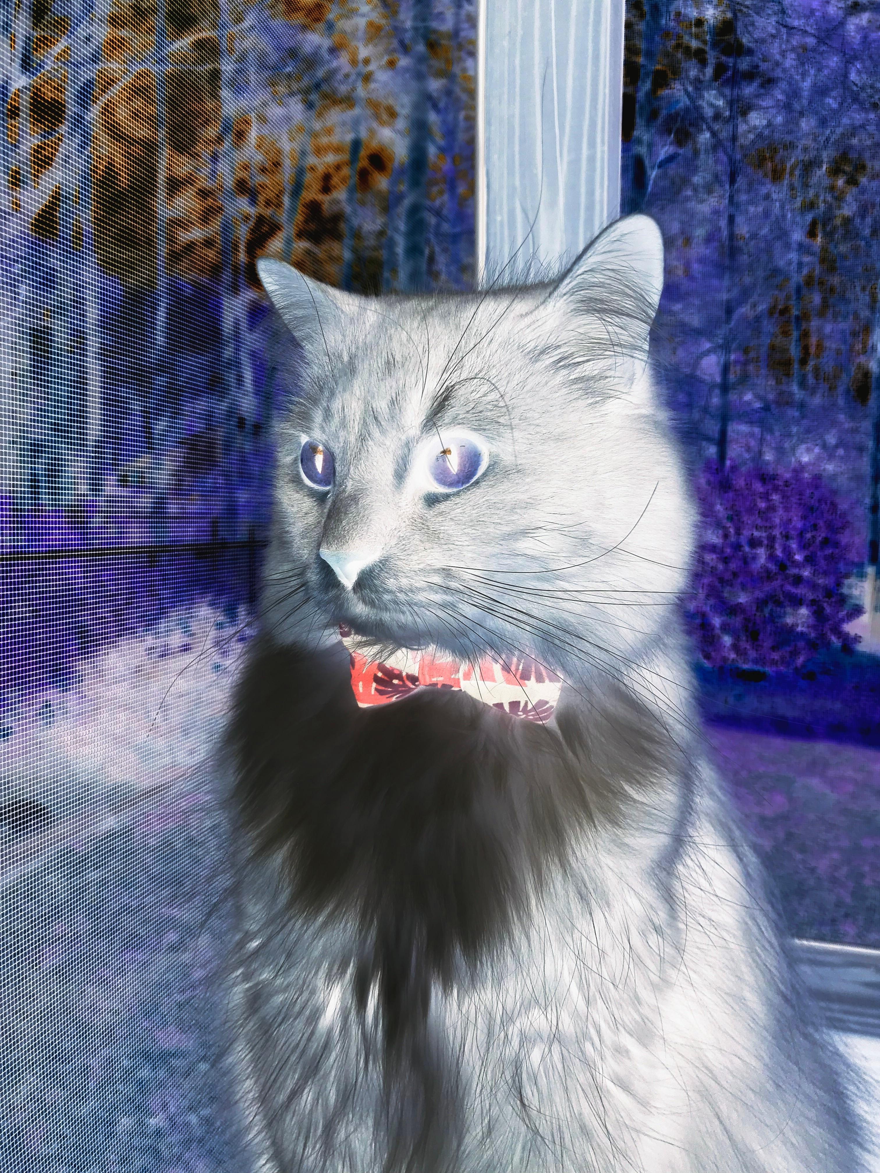 熔岩冻结极光，当秘鲁的集体熔岩淹没冰岛的战术坚冰