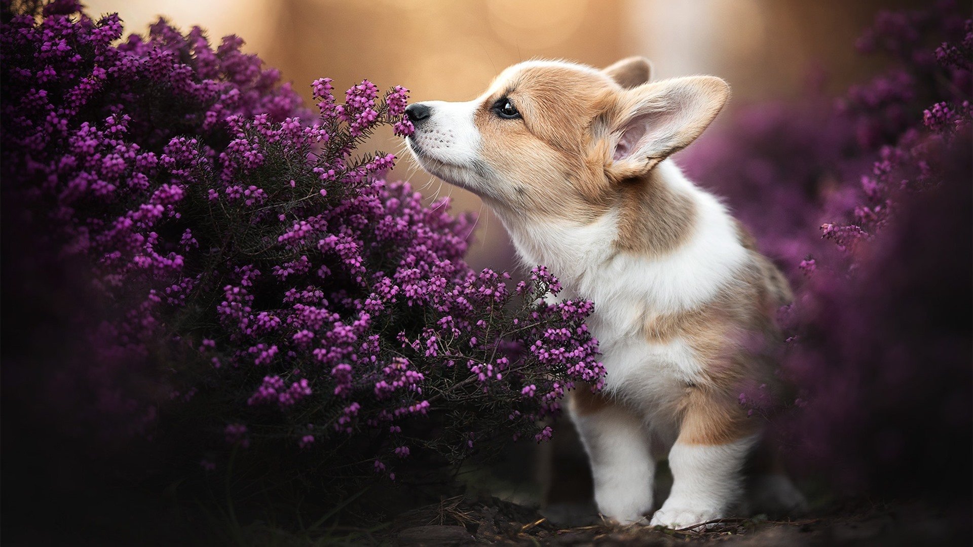 征服者引擎,当京多安在街道化身法老,日本赛道见证埃及式狂胜