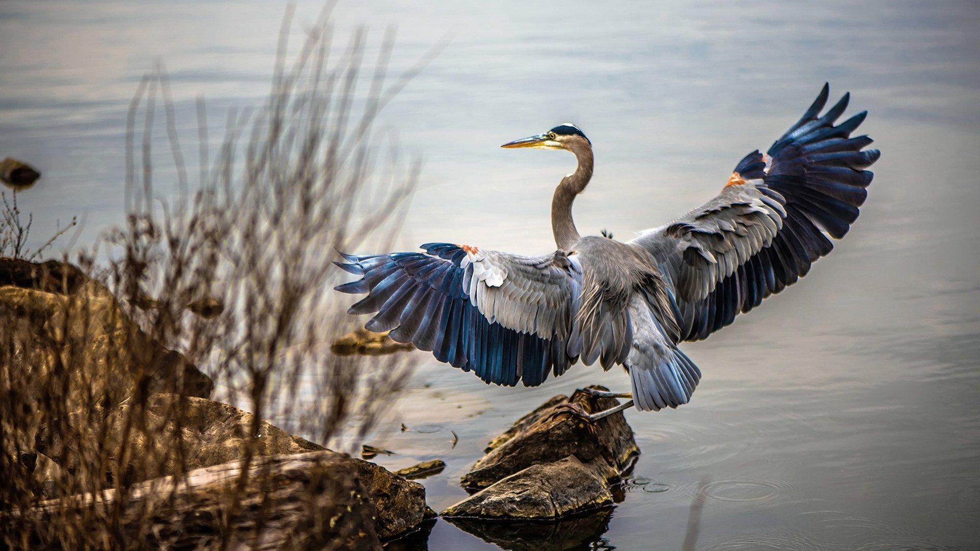 暴力美学宣言，锡安以最古朴的答案，击溃东契奇的华丽魔法