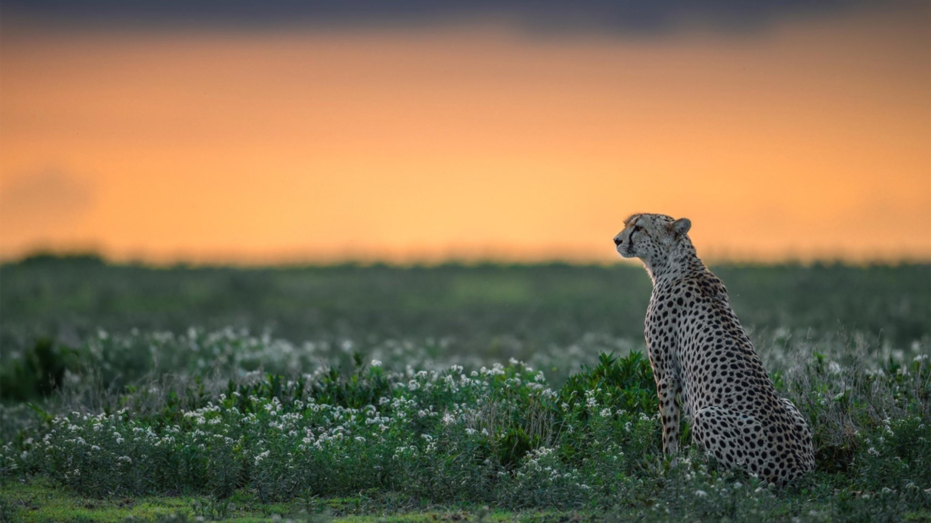 打消质疑！马赛惊天逆转雷恩，苏亚雷斯用实力为自己正名