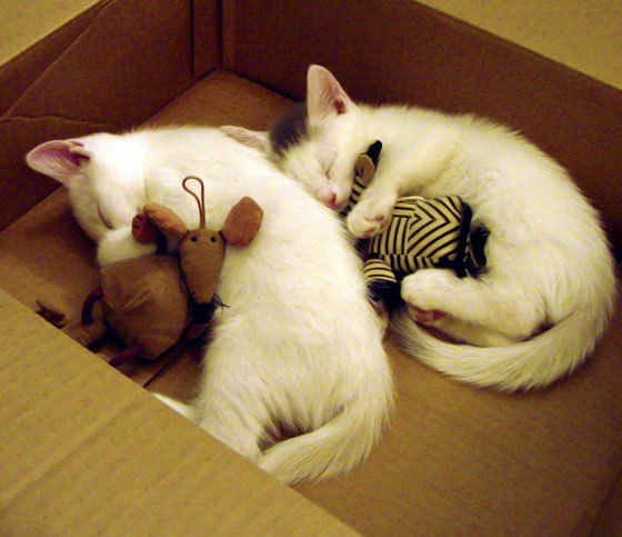 淬火之战，小贾伦终成关键先生