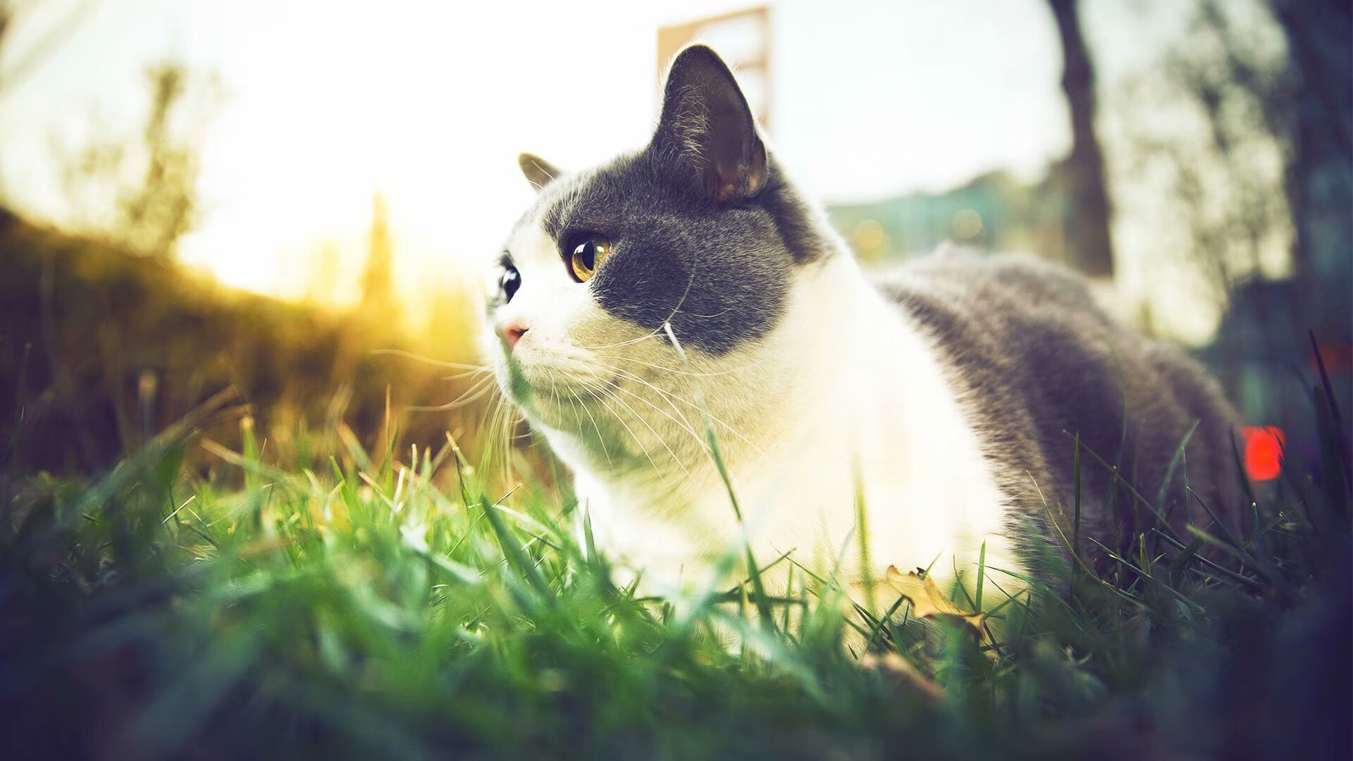 终结魔术的强行艺术，布克救赎之战铸就开拓者辉煌