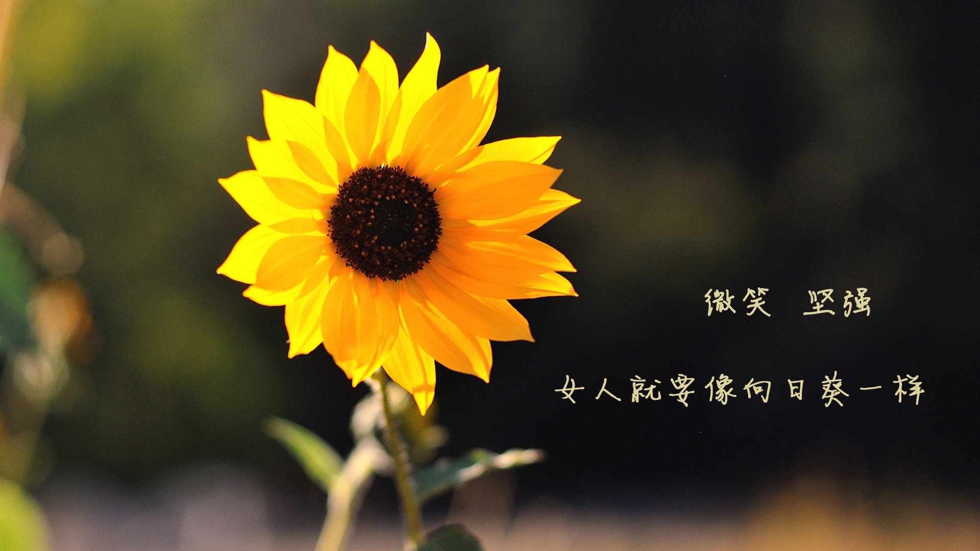 掌控中场者掌握命运，2026世界杯C组关键战，德国力克日本，罗德里戈带队取胜